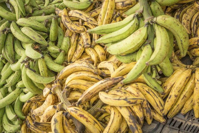 Plátanos verdes y maduros