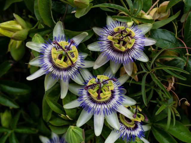 Imagen de la planta pasiflora.